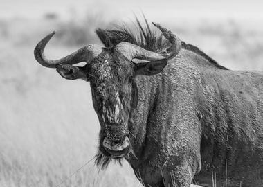 Wildebeest portrait