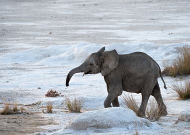 Baby elephant in Etosha