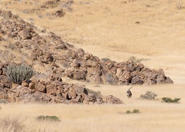 Oryx in the desert