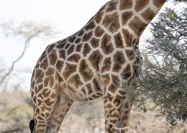 Giraffe in Namibia