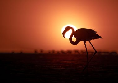 Flamingo at sunset