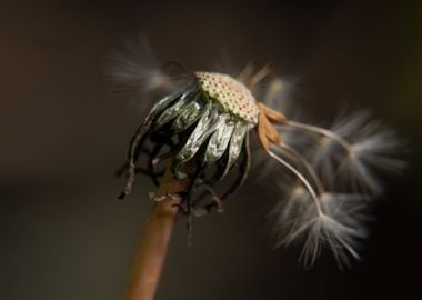 flying dandelion