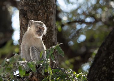 Vervet monkey portrait