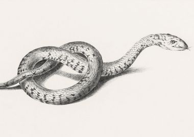 Boa Constrictor Illustrate