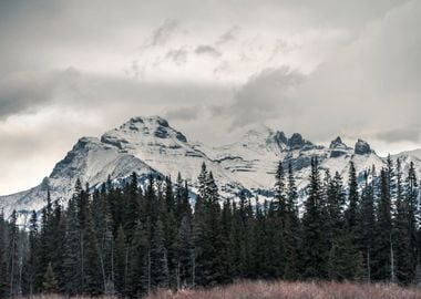 Snowy Mountains in Forest