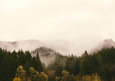 Foggy Forest Nature