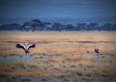 African landscape, Kenya