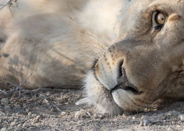 Lion portrait in Namibia