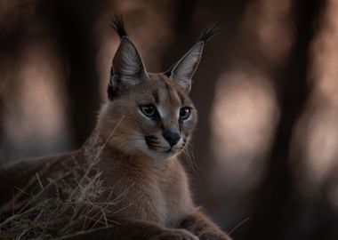 Caracal portrait