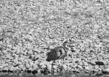 Grey Heron by Murg