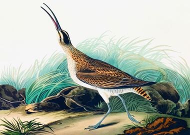 Hudsonian Curlew