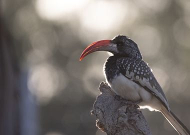 Hornbill at sunrise