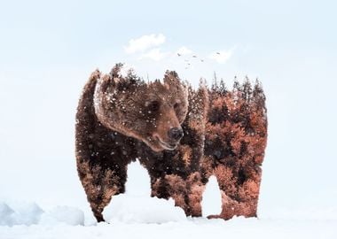 Bear Animal Snow Forest