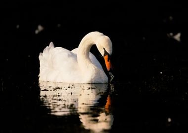 Swan in the darkness