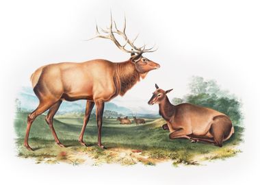 American Elk