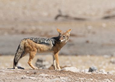 Jackal in Etosha