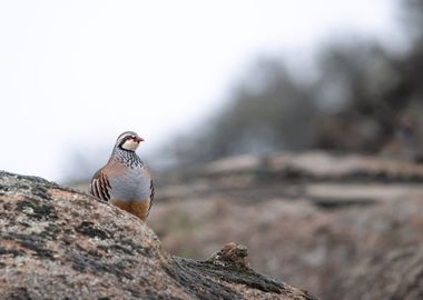 Partridge in Spain