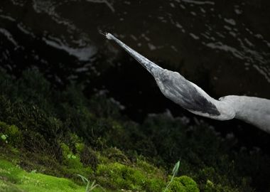 Grey heron from above