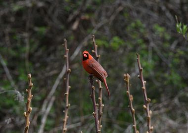 Northern Cardinal