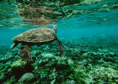 Ocean Water Picture Turtle