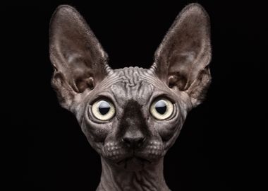 Sphynx Cat