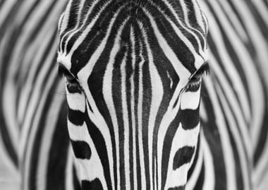 Zebra Stripes