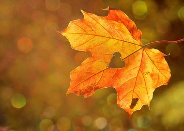 yellow leaves