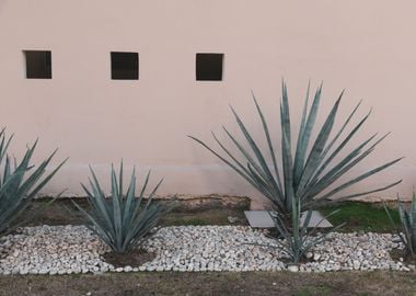 Blush Agave Mexico 1 wal