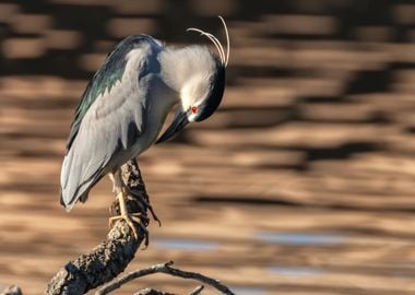 Preening