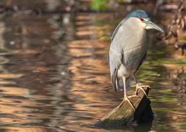 Black Crowned Night Heron