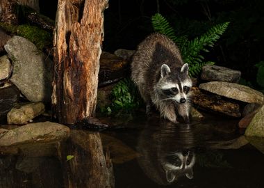 Raccoon Washing Paws 