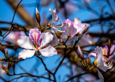 Bauhinia variegata flowers