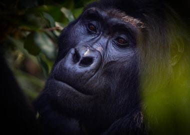 Gorilla Face Close up 