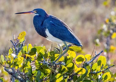 Portrait Tricolored Heron