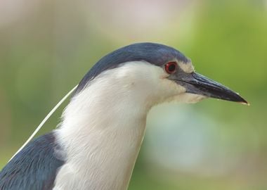 Black crowned Night Heron