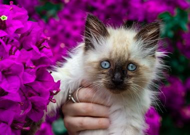 cute kitten