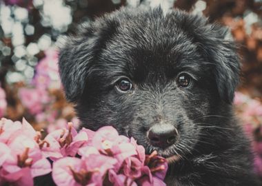 Cute puppy