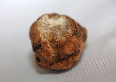 Black truffle mushroom