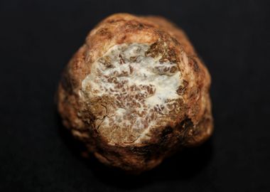 White truffle mushroom