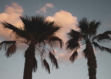 Sunset Palm Trees 1