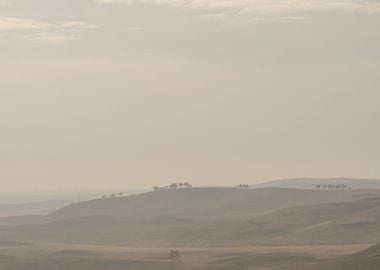 Camels in the Desert