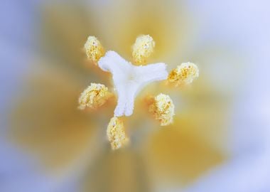 Macro of a tulip