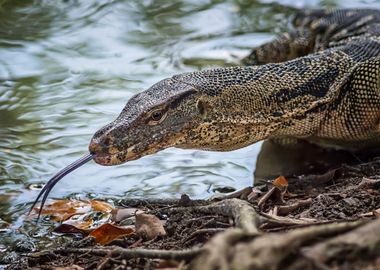 Varanus Lizard