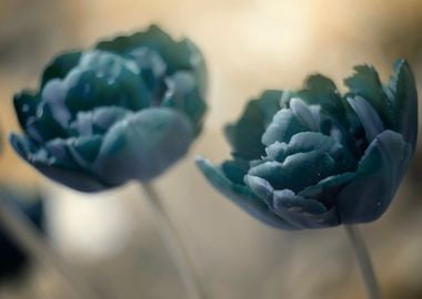  Blue Tulips in garden