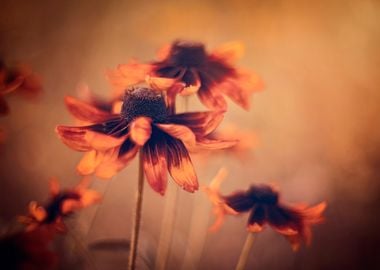 Rudbeckia flowers, garden