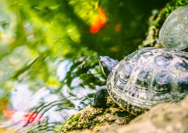 TURTLE IN THE POOL