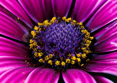 Macro of Cape daisy flower