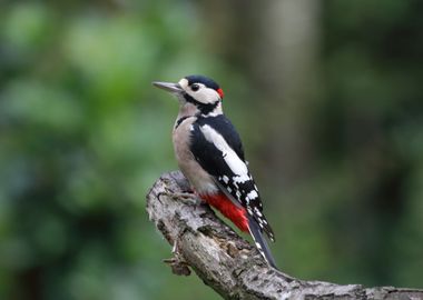 Great Spotted Woodpecker