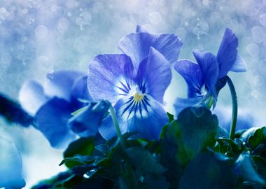 Blue pansy flowers 