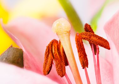 Photography of a lilium